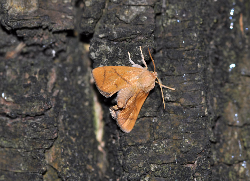 Ho trovato un limacodide - Apoda limacodes